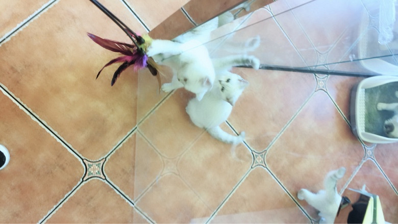 ����С��