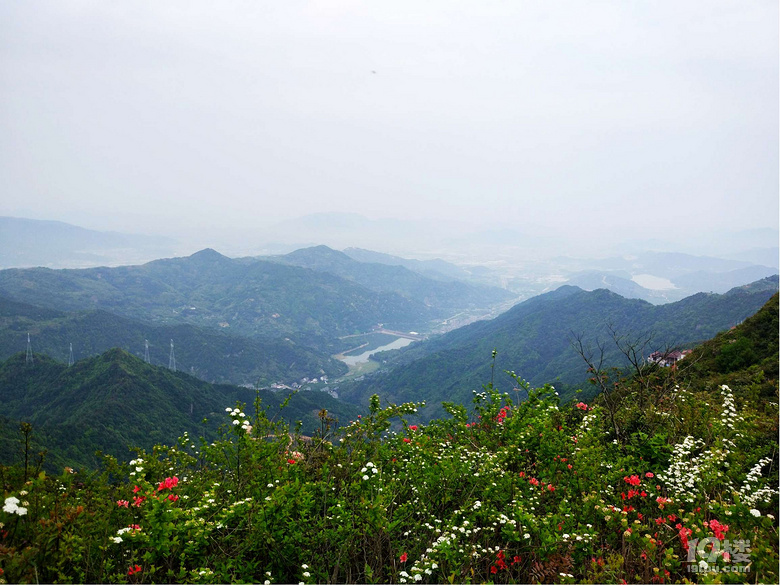 太湖山尖的紅杜鵑