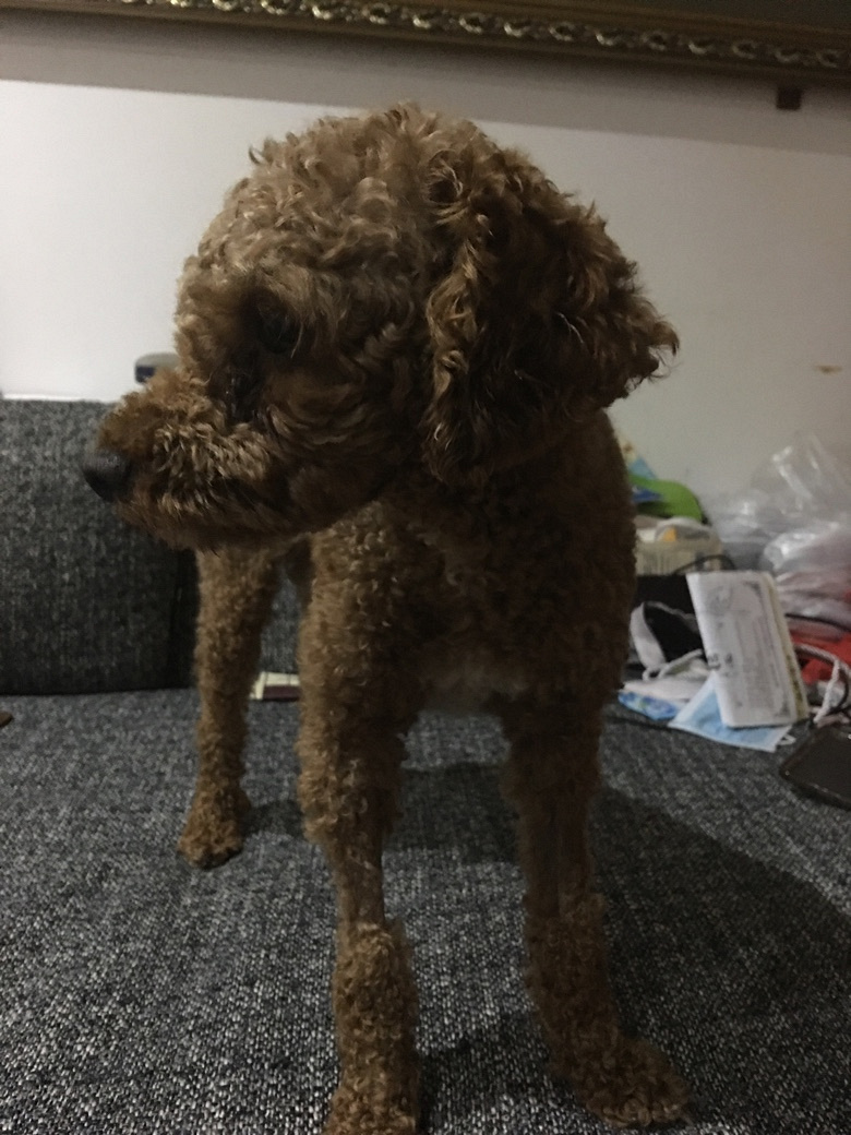 Ѱ������