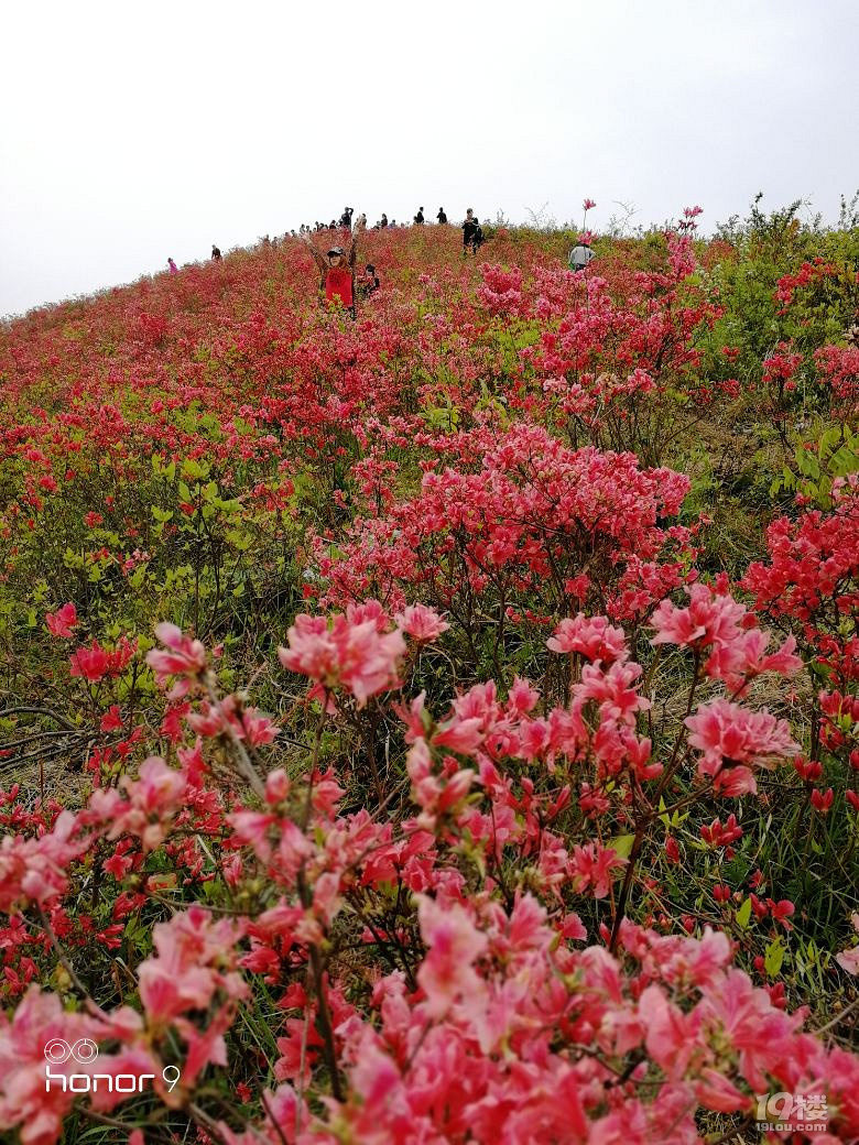 太湖山杜鹃花地址图片