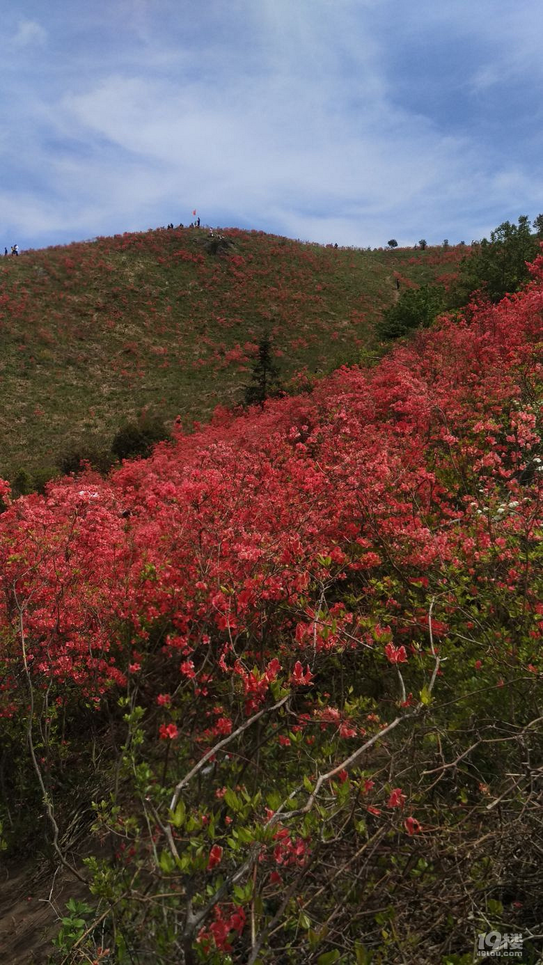 隨手拍太湖山看杜鵑花柴爿花