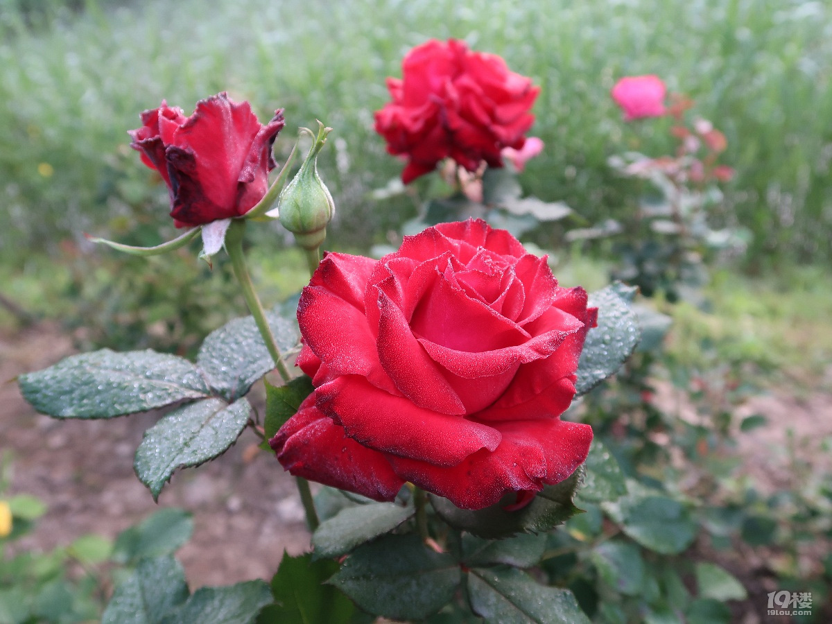玫瑰花与露珠图片素材-编号25558599-图行天下