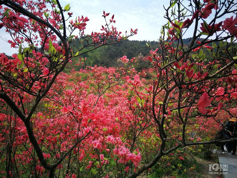 磐安高姥山那燦爛鮮豔熱烈的一片片一叢叢一樹樹杜鵑花