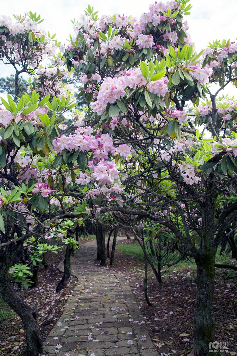 天台华顶千年杜鹃-游记攻略-台州旅游-台州19楼