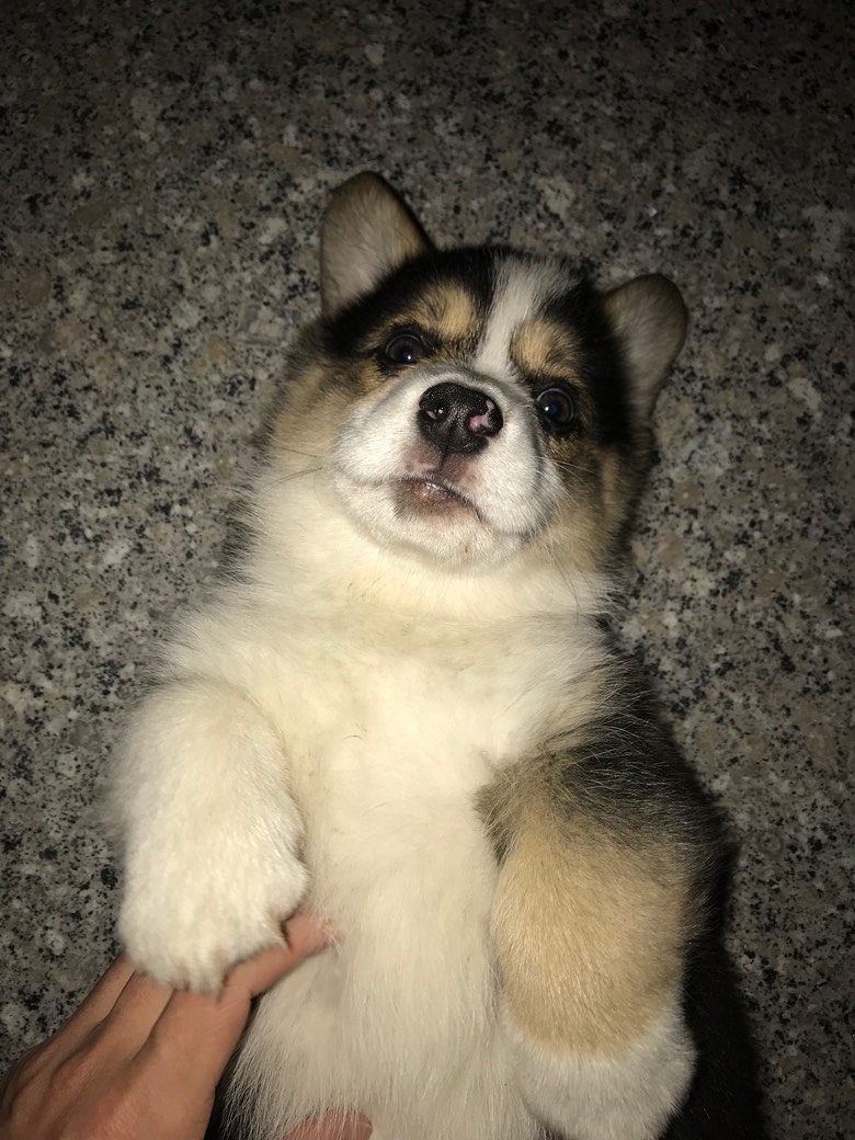 ��ɫ�»���Ѫͳ��������