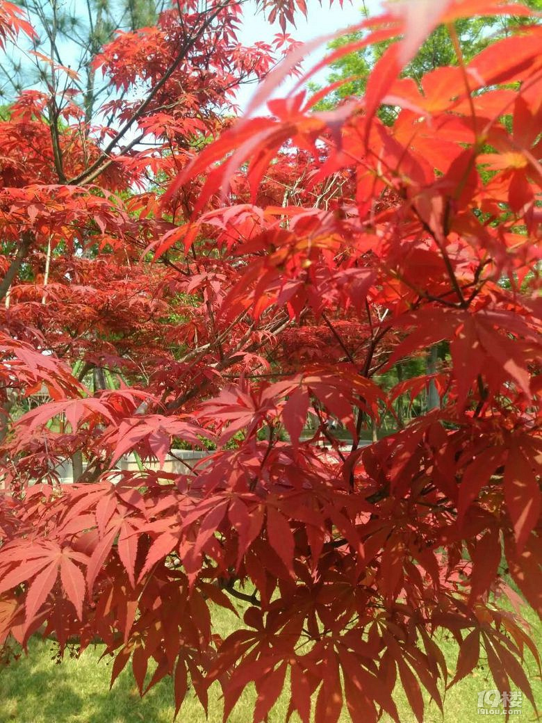 看19楼才知道今天是立夏