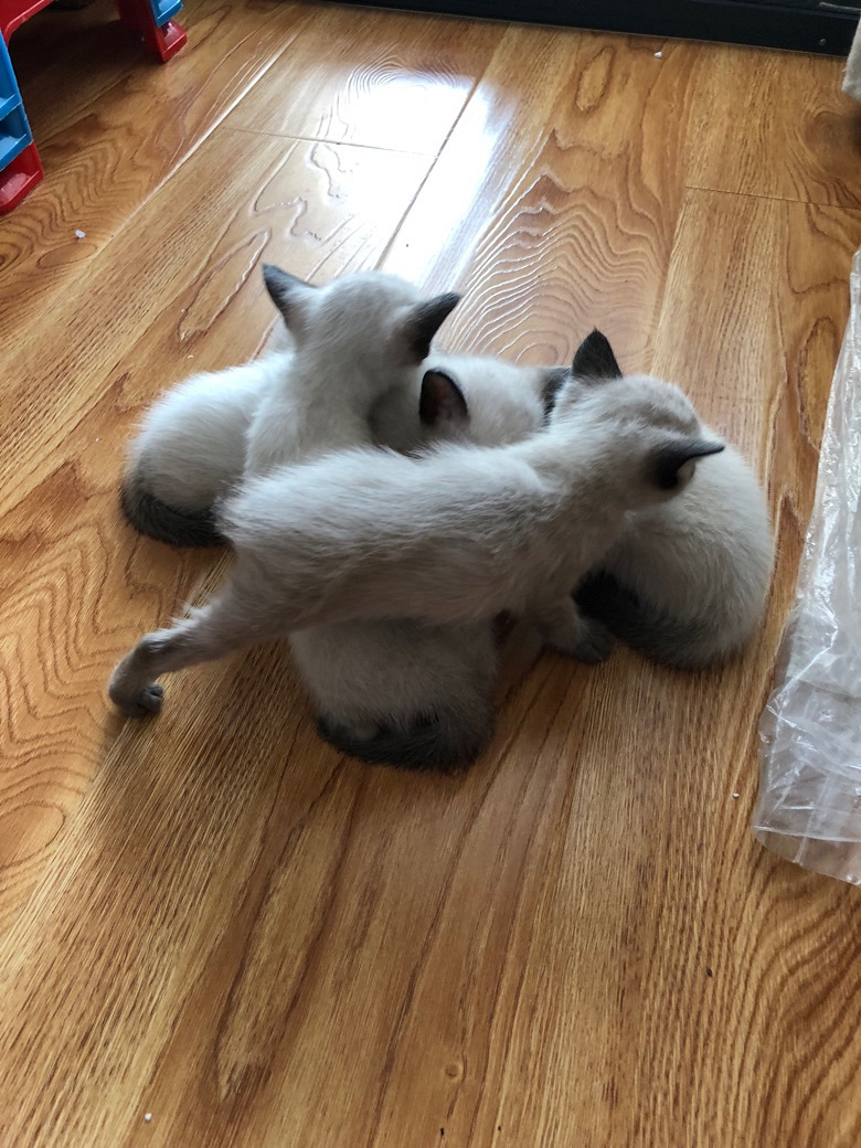 һ������èԤ��������
