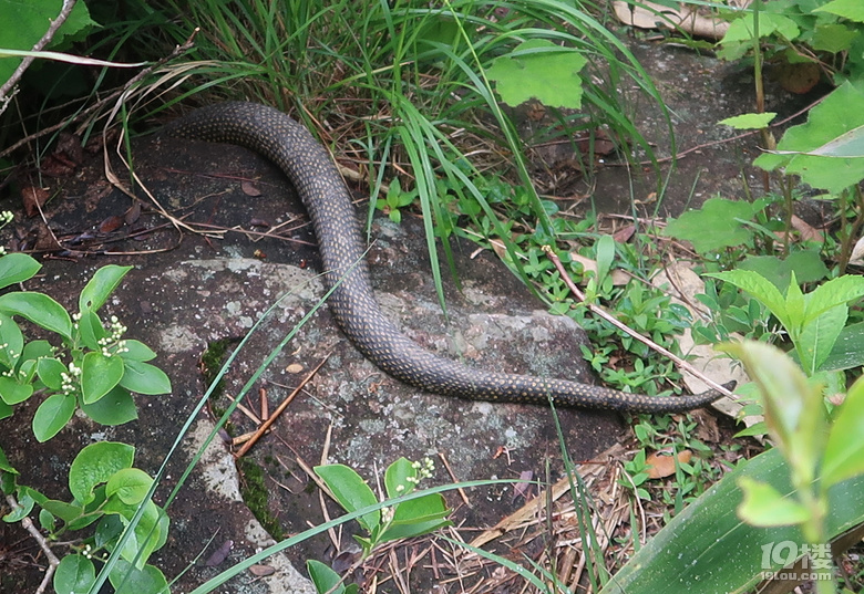 下到叶山村途中看到一条大蛇,只拍到尾巴,不知道是什么蛇