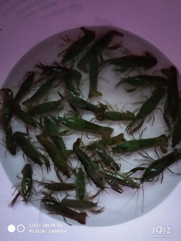 【爆料】小龙虾收购价才10块一斤,是不是被杀