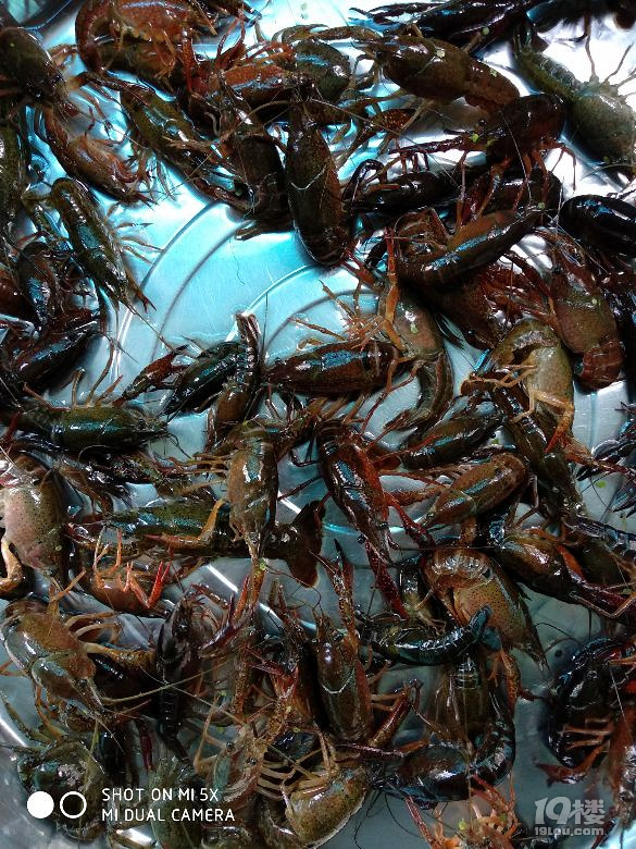 【爆料】小龙虾收购价才10块一斤,是不是被杀