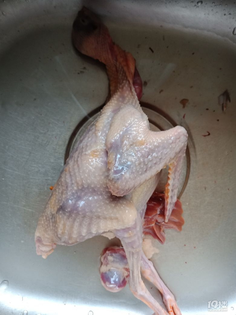 港港厢鸽子杀血还是闷死好