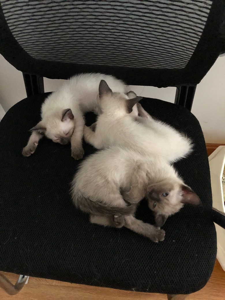 ����è�Լ����ģ�����2��1ĸ������Ȥ�������ſ�è��˽��