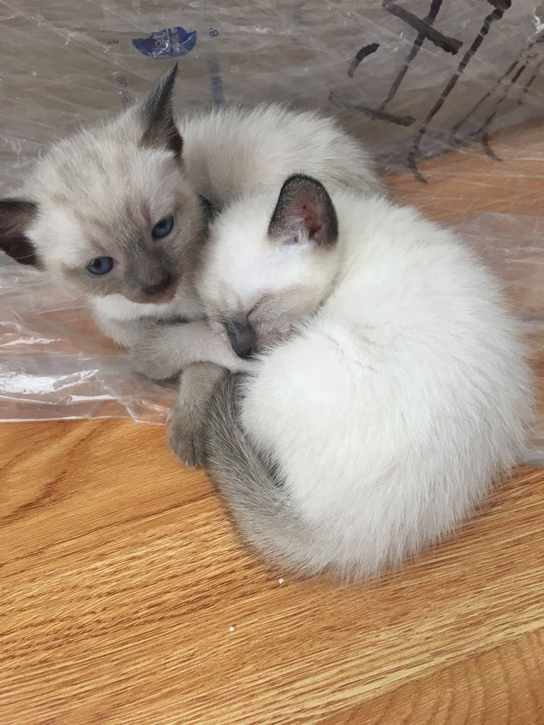 ����è�Լ����ģ�����2��1ĸ������Ȥ�������ſ�è��˽��