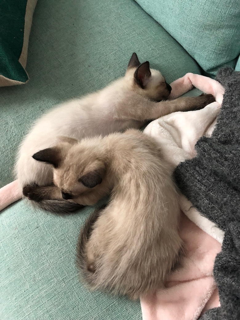 ���ޱ����������һֻĸ��