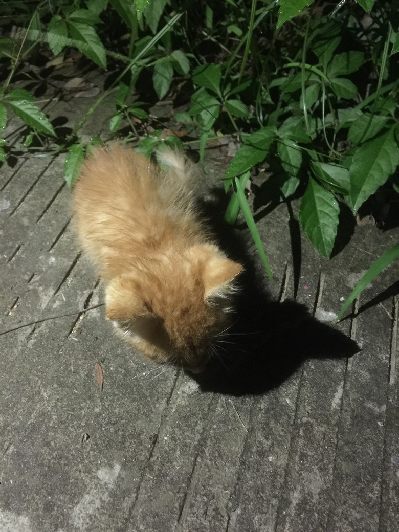 ��ɫС�����˽�һ��