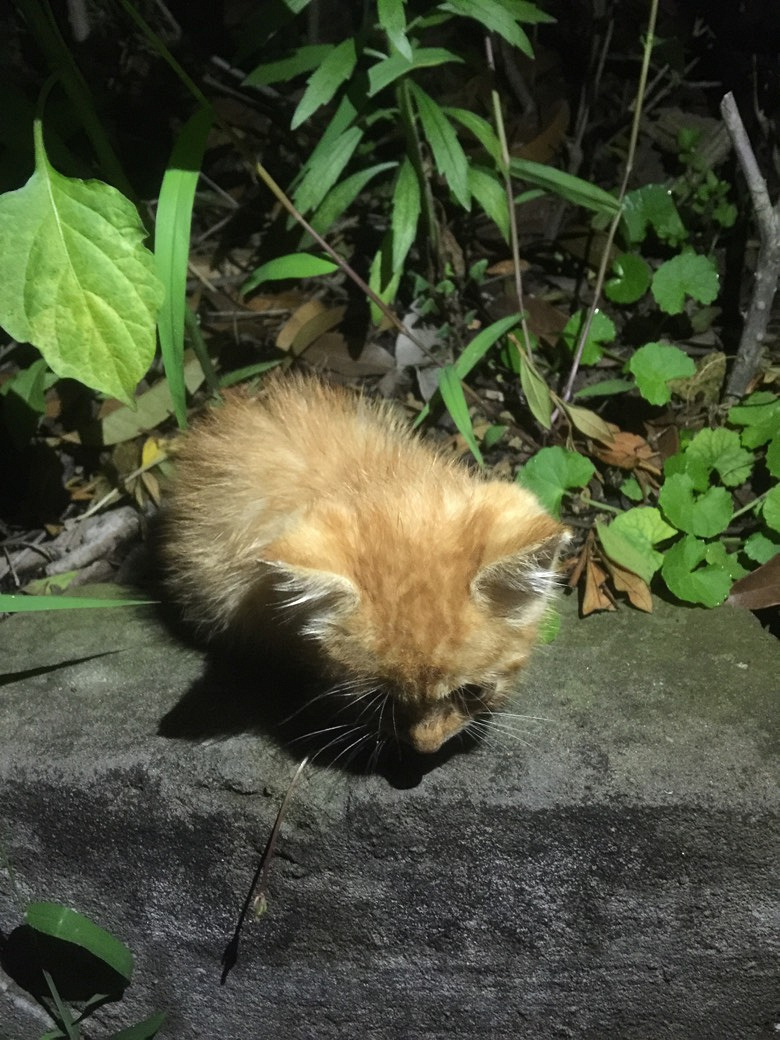 ��ɫС�����˽�һ��