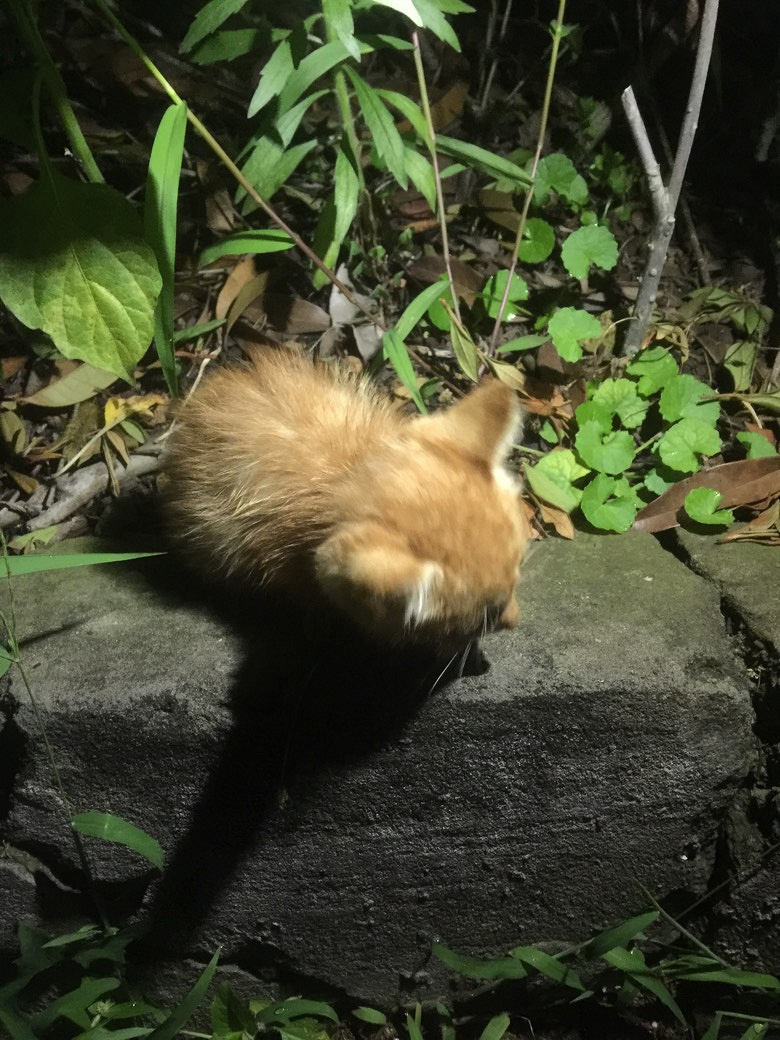 ��ɫС�����˽�һ��