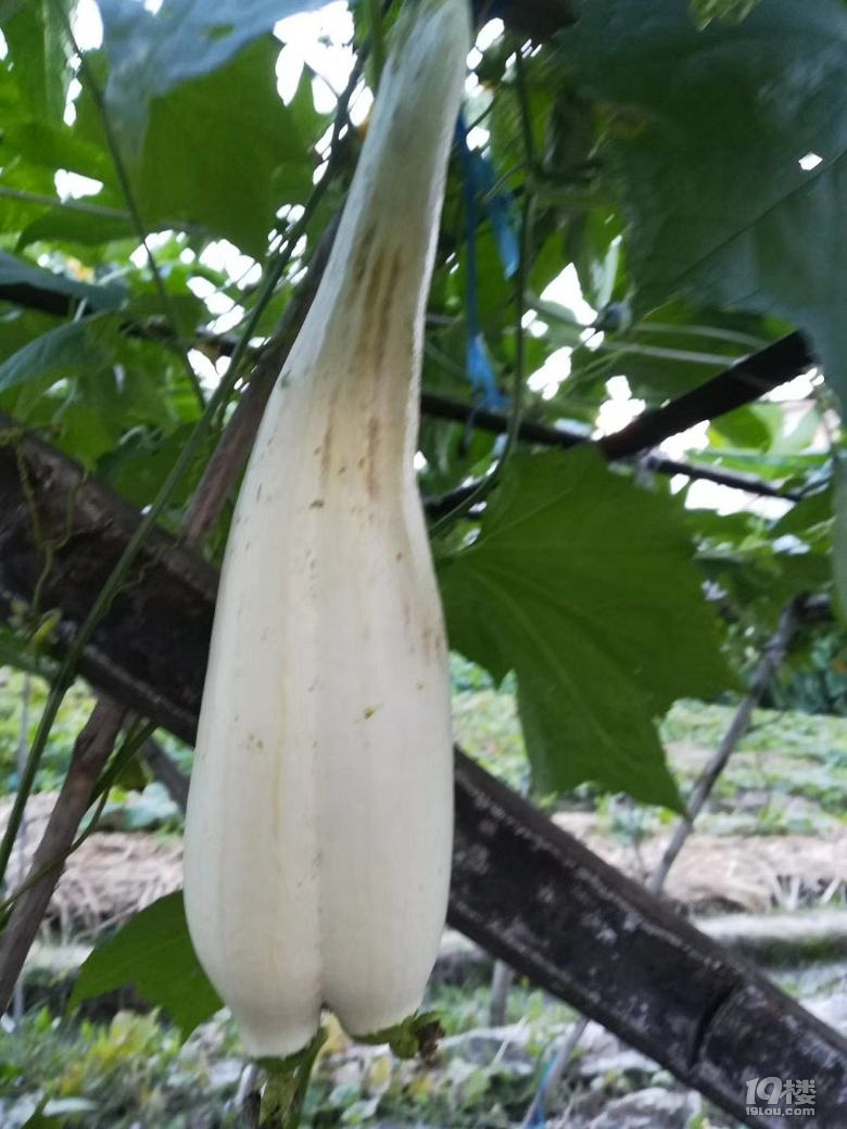 随手拍双胞胎天罗丝