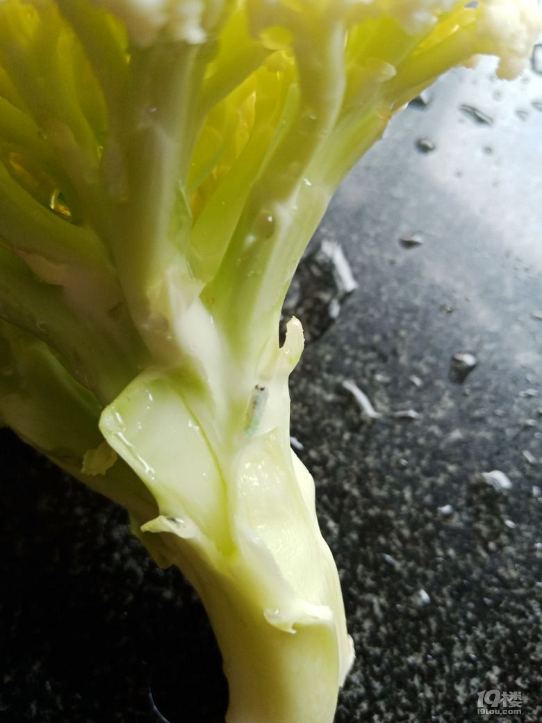 随手拍为什么菜花的虫子特别绿