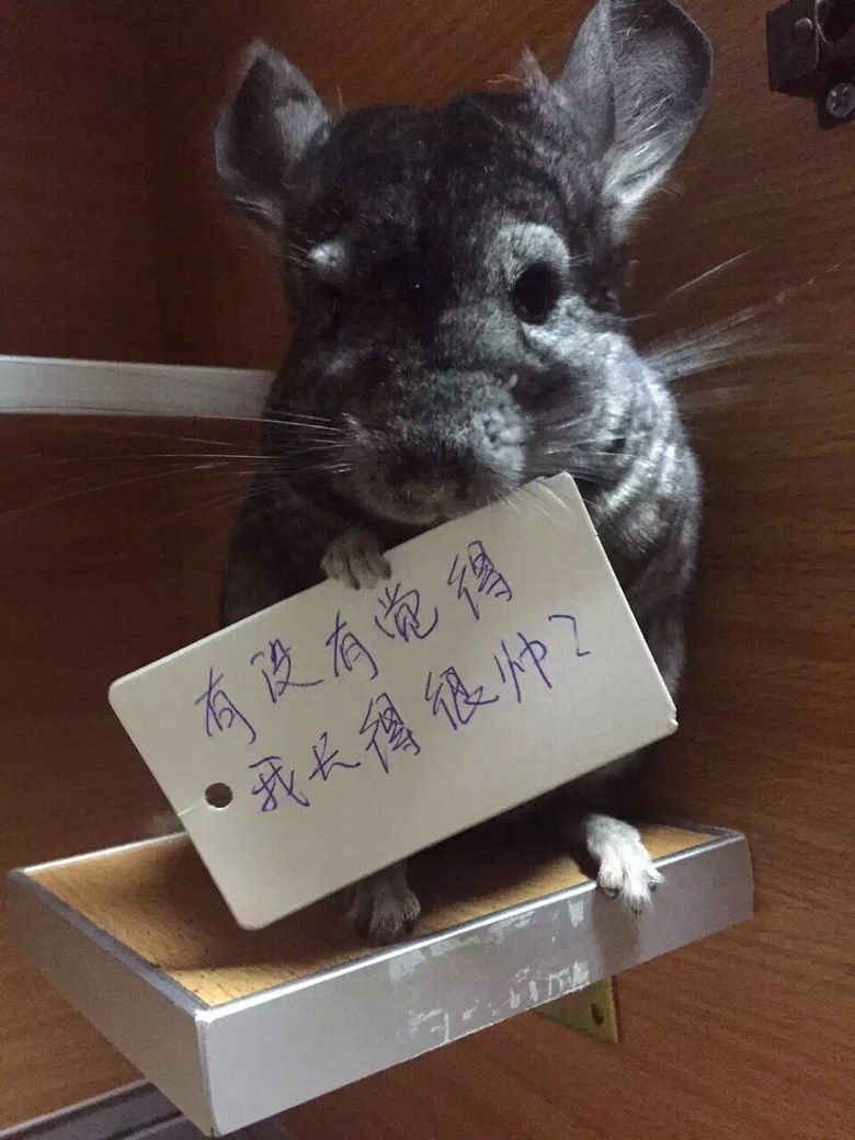 ת����è�ӹ�����������Ʒ