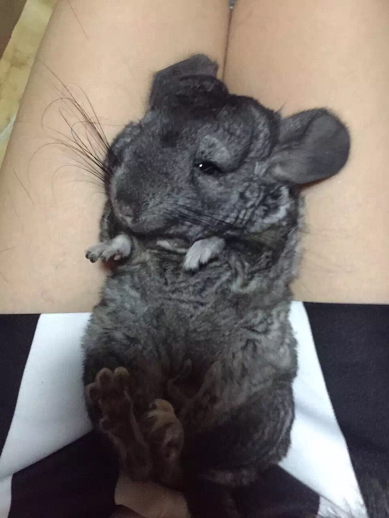 ת����è�ӹ�����������Ʒ