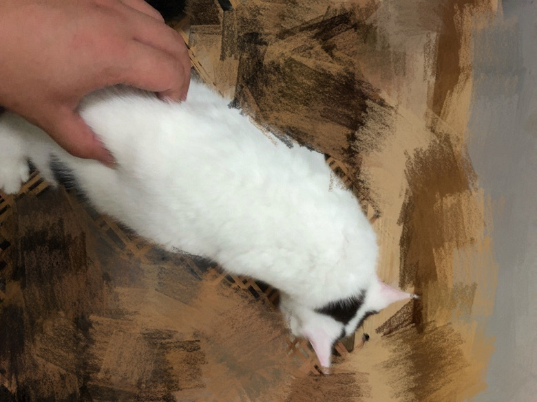 �ؼ۳�һֻӢ��