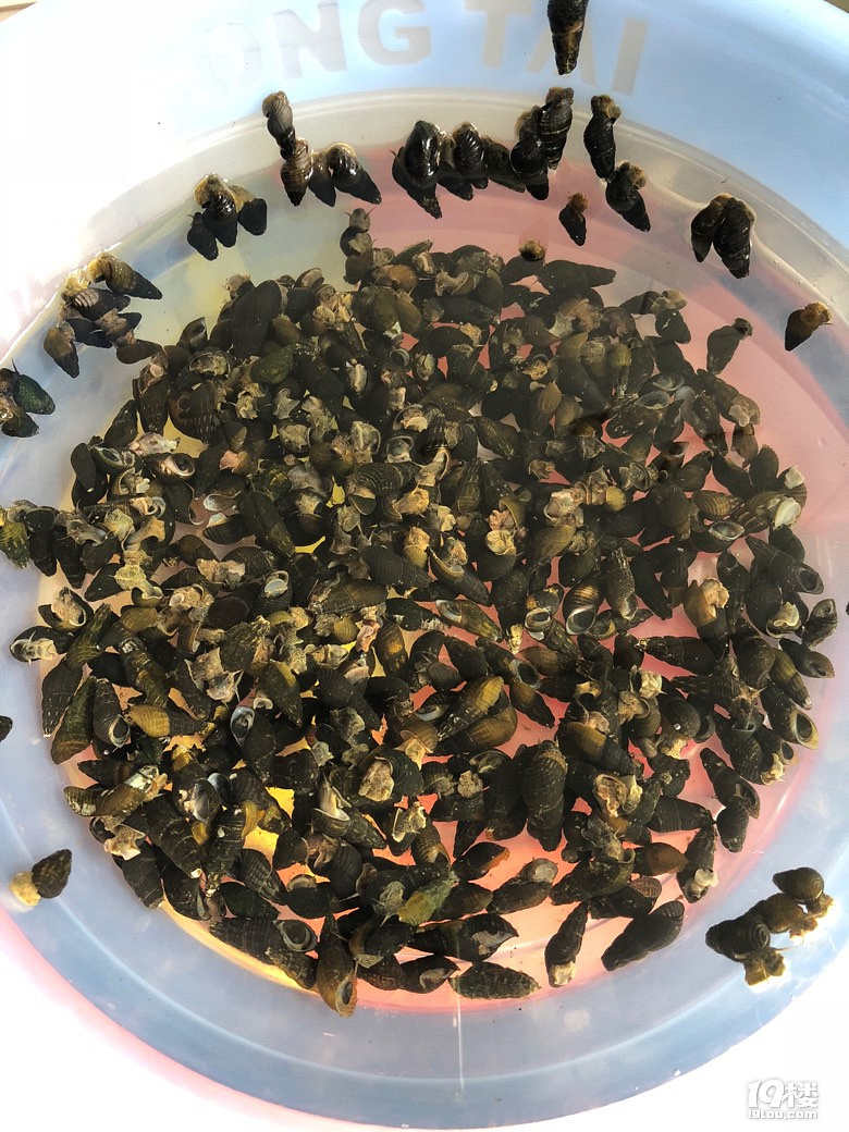 舌尖上的中国推荐的开化青蛳