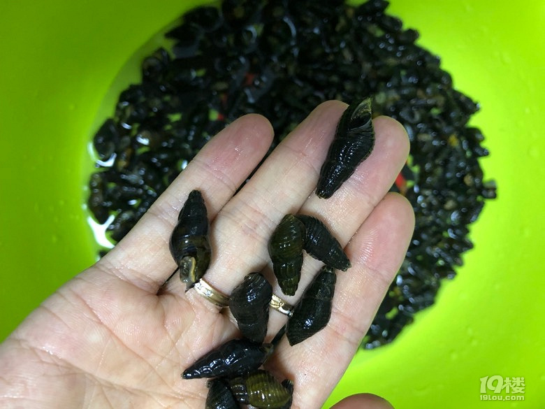 舌尖上的中国推荐的开化青蛳