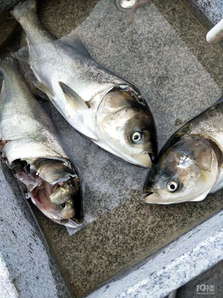新鲜长潭水库鱼上岸