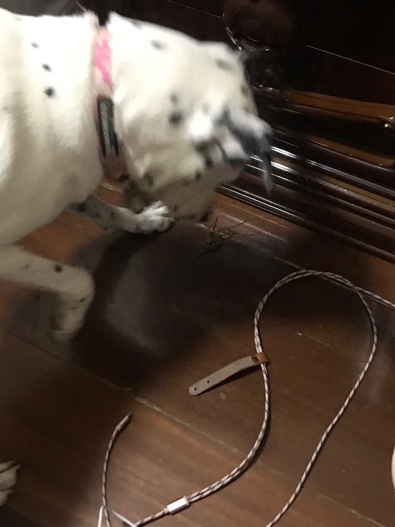 ���Ӵ�ս�䷹��