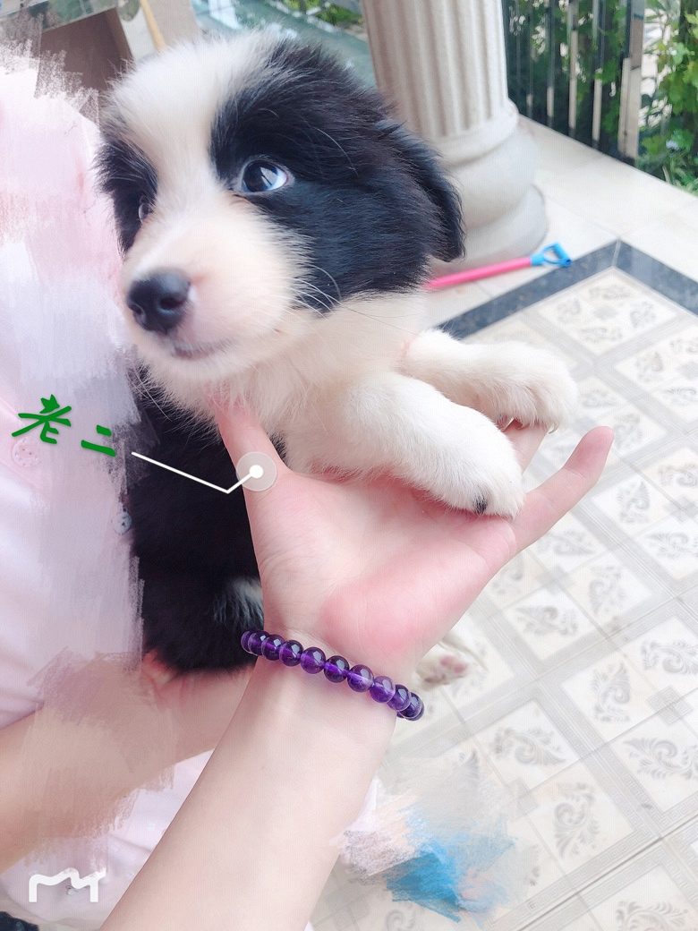 ����˫Ѫͳ������С����