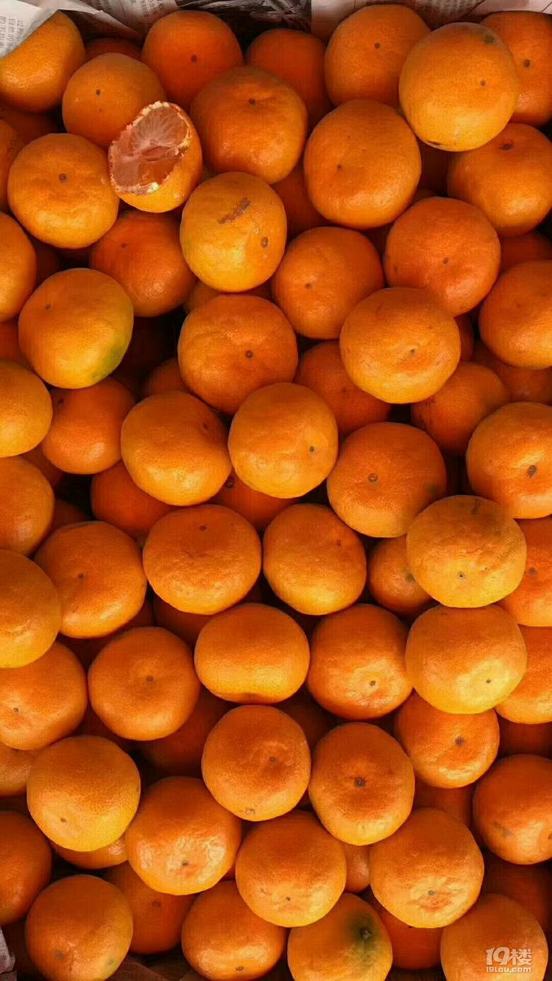 正宗涌泉高山蜜橘有喜欢吃橘子的朋友可以加