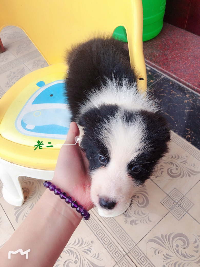 ���۸�����˫Ѫͳ����С����