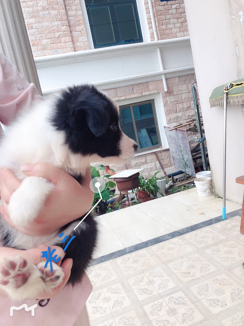 ���۸�����˫Ѫͳ����С����