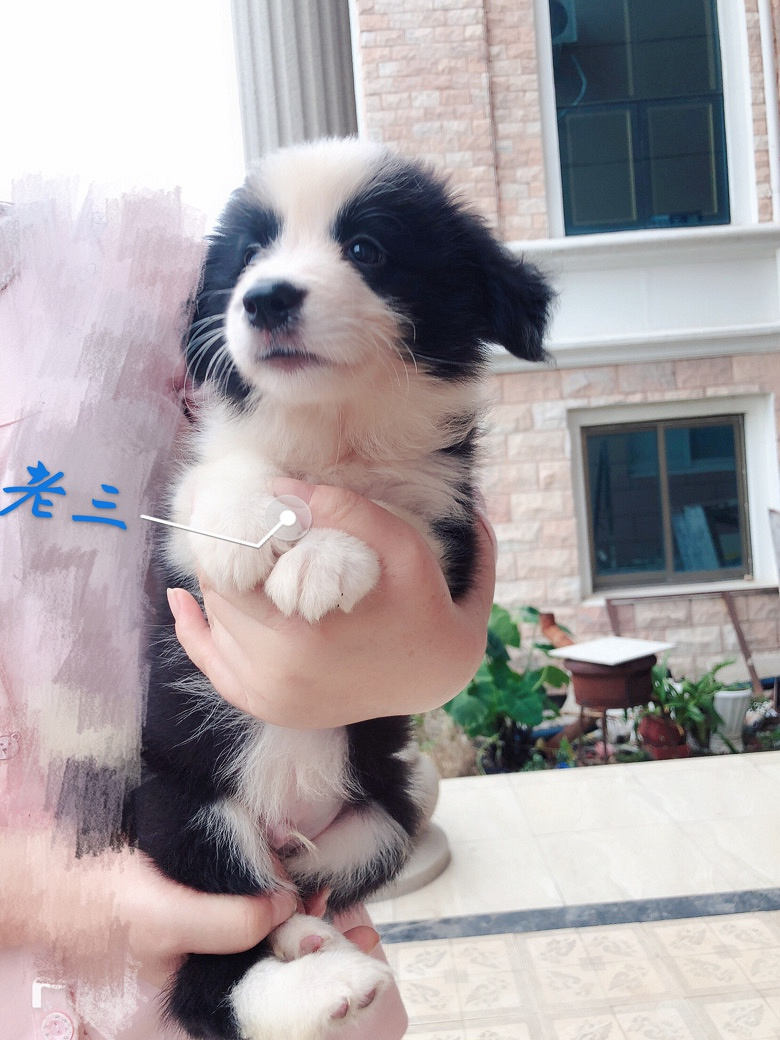 ���۸�����˫Ѫͳ����С����