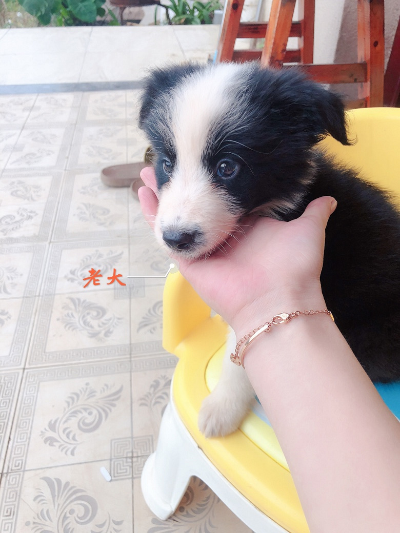 ����˫ѪͳС����