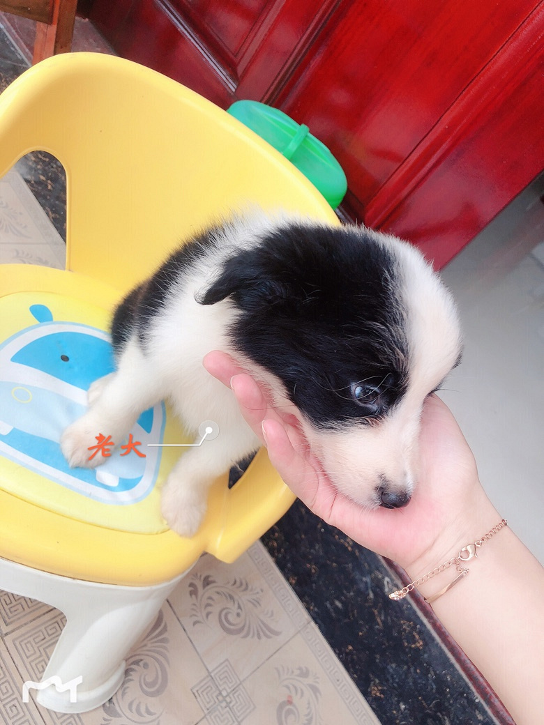 ����˫ѪͳС����