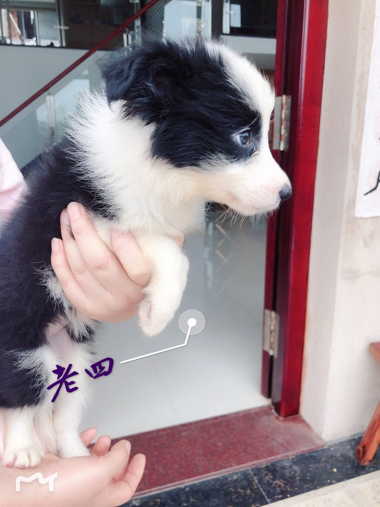 ����˫ѪͳС����