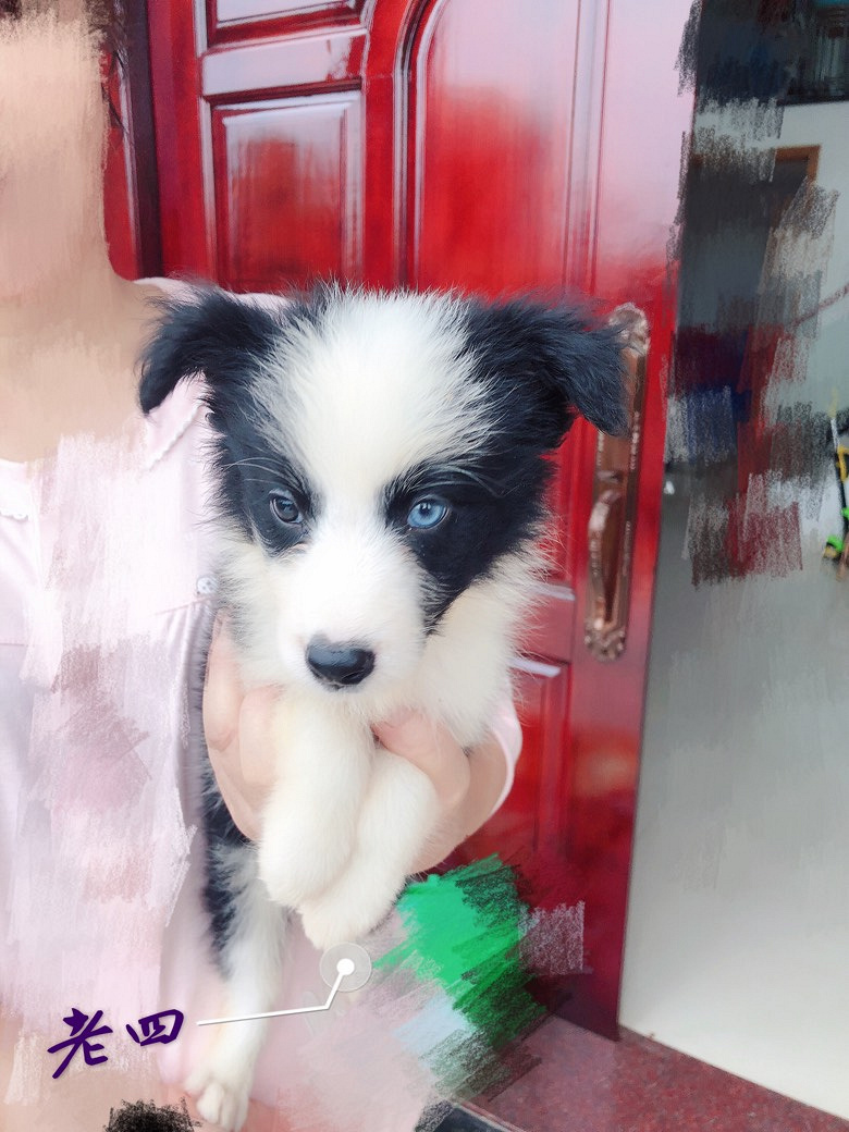 ����˫ѪͳС����