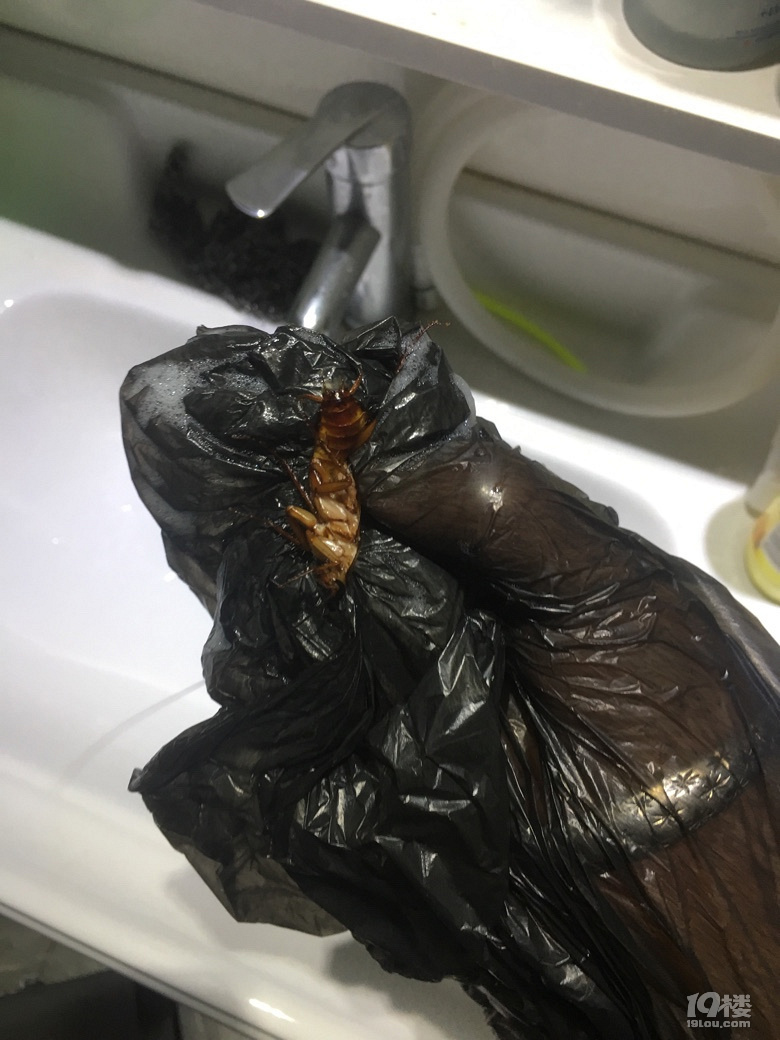 嗯,活捉一只大蟑螂