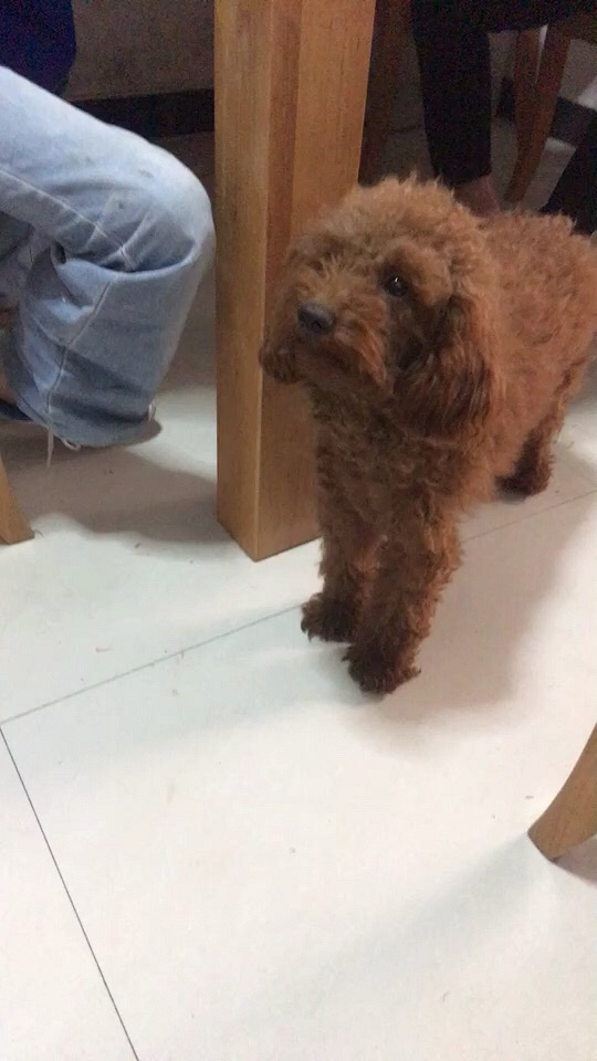 �Һ���������һֻ̩�ϡ�