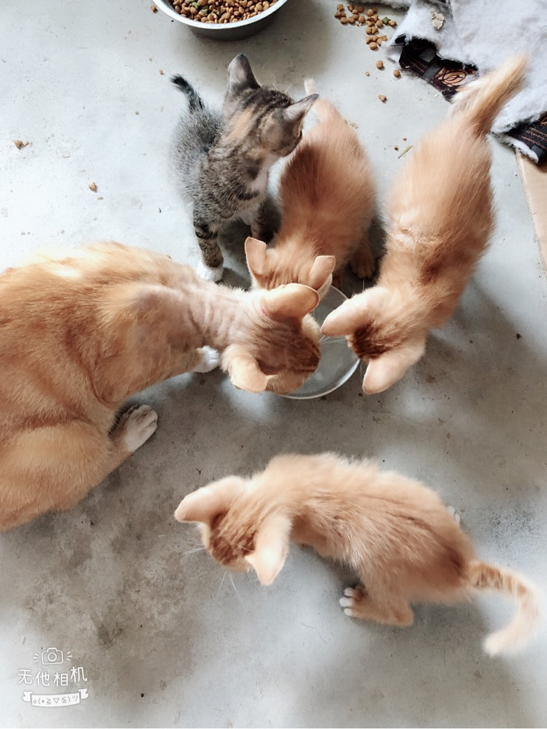 Сè����ͣ�������13362653697