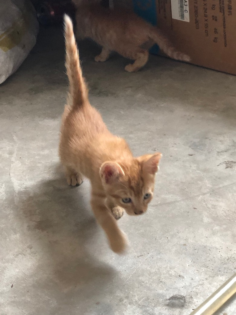 Сè����ͣ�������13362653697