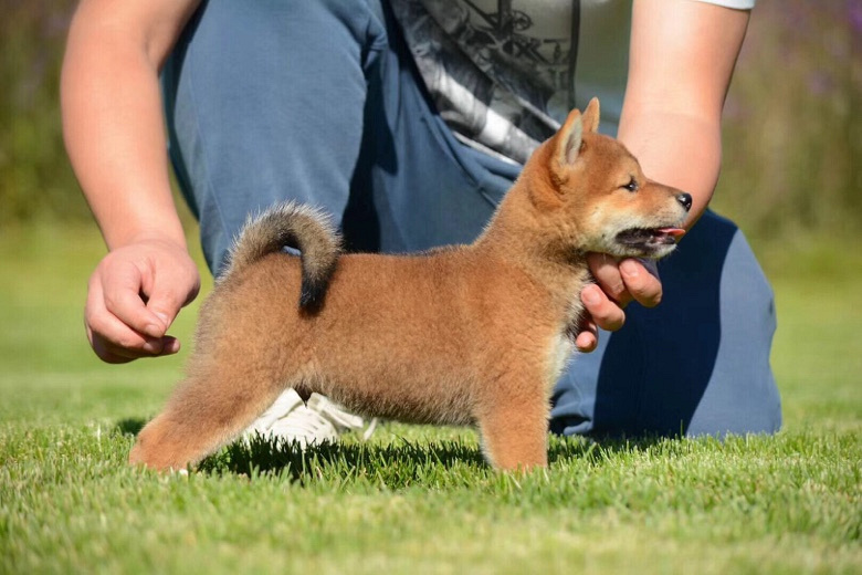 ˫Ѫͳ��Ʒ��ȮС��