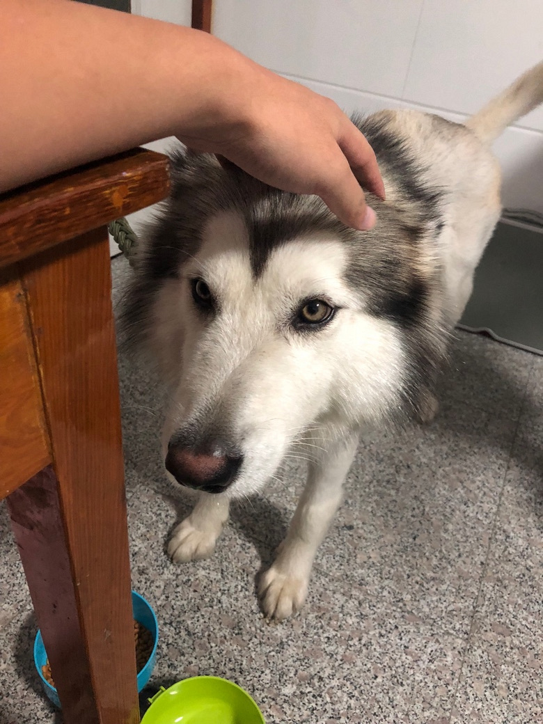 Ϊ��ʧ�İ���˹��Ѱ������