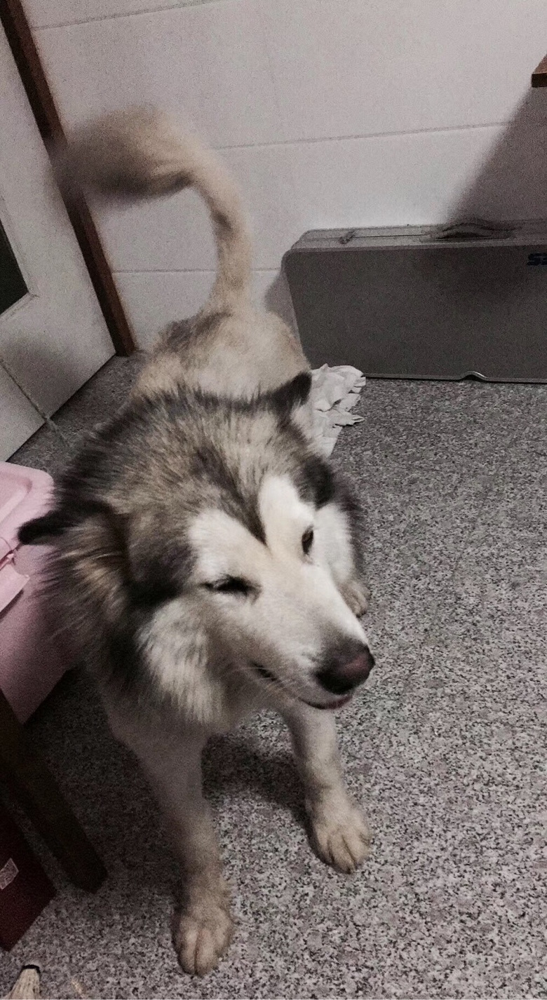 Ϊ��ʧ�İ���˹��Ѱ������