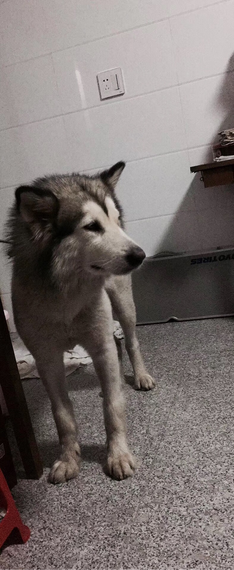 Ϊ��ʧ�İ���˹��Ѱ������