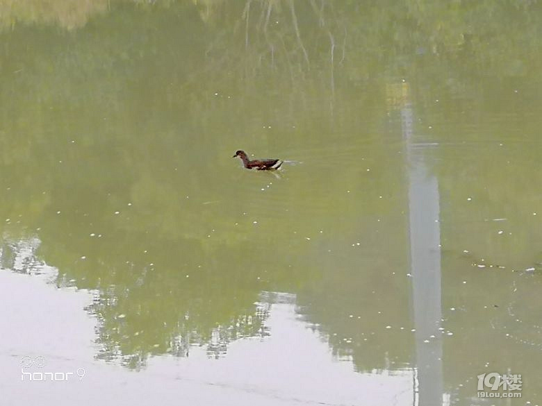 [随手拍]这是什么鸟?