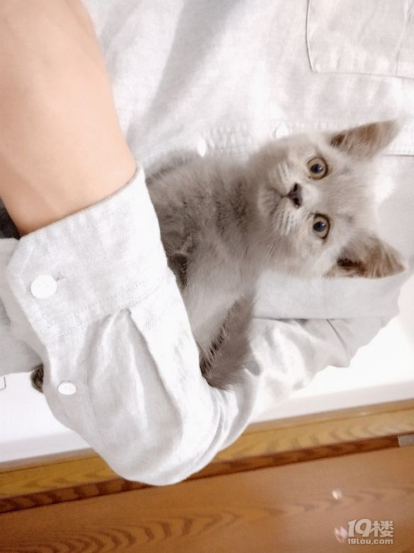 找不到女朋友,养只猫好了