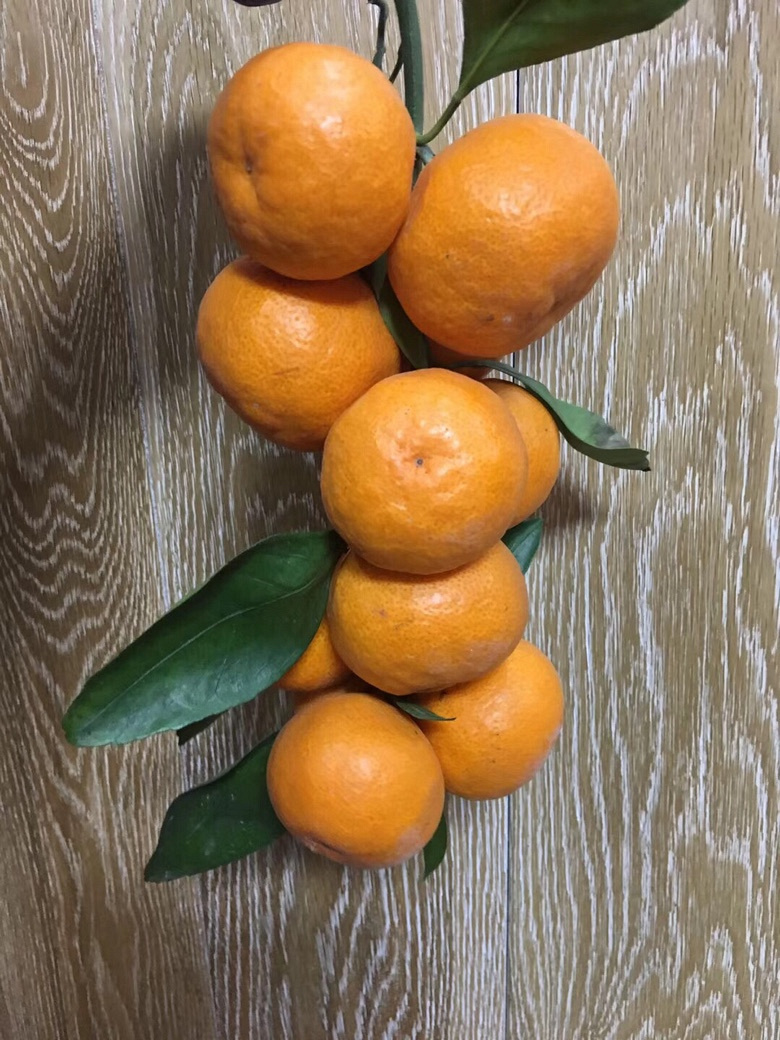 好吃的正宗的涌泉蜜橘找我买